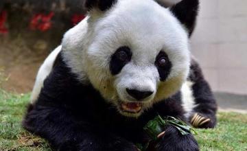 China mourns the loss of world's oldest panda