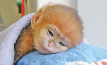 Baby monkey nods off after coffee intake