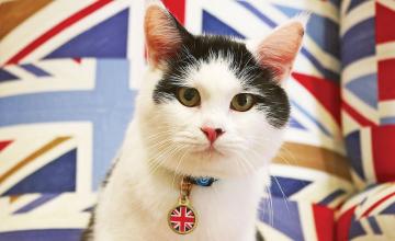 British embassy cat appointed chief mouser in Jordan