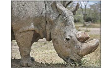 Sudan – the world's last male northern white rhino dies