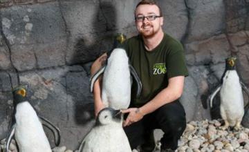 Zoo forced to use plastic penguins after nationwide shortage