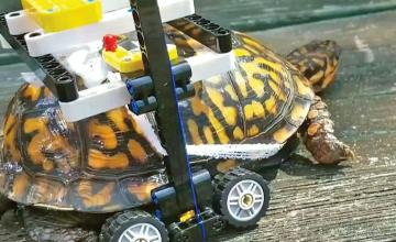 Lego wheelchair helps injured turtle to move