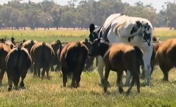 Knickers the cow: Too big for slaughterhouse