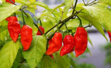 The Hottest Spice In The World Bhut Jolokia
