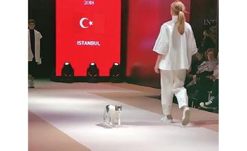 A cat on the catwalk!