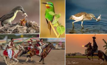 Pakistani wildlife photograph wins Best of Nation Award at the World Photographic Cup 2019