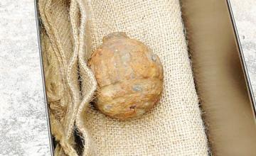 World War I Grenade Discovered Among Potatoes