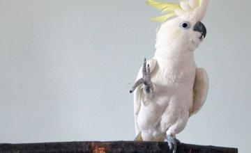 Headbanging cockatoo Snowball knows 14 different dance moves