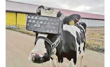 Russian cows get VR headsets 'to reduce anxiety'