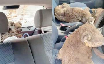 Teenagers fill car full of Koalas to save them from bushfires