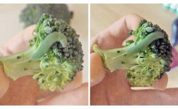 Man finds caterpillars in supermarket broccoli and raises them as his own