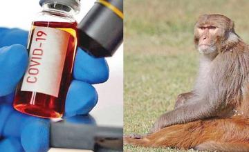 Monkeys steal coronavirus patient blood samples from lab tech