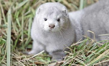 Dead minks culled in Denmark are rising from their shallow graves after covid mutation concerns