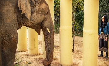 Watch the story of Kavaan in an all new emotional documentary Cher & The Loneliest Elephant