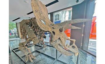 World's biggest Triceratops skeleton up for auction, expected to sell for more than $1.4 million