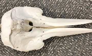 DOLPHIN SKULL WAS FOUND IN SOMEONE'S LUGGAGE IN DETROIT