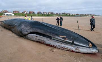 'Challenging operation' to remove fin whale from beach where it died