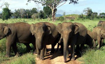 SRI LANKA PILGRIMS JUMP INTO LAKE TO ESCAPE RAMPAGING ELEPHANTS