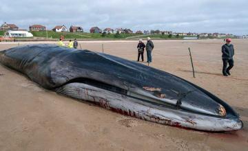 'Challenging operation' to remove fin whale from beach where it died
