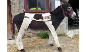 Donkeys wear trousers in some areas of the world