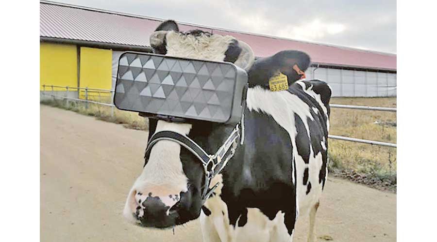 røveri rødme Færøerne Russian cows get VR headsets 'to reduce anxiety' | Mag Files - MAG THE  WEEKLY