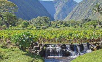 A stream in Hawaii started smelling like alcohol – it turned out to have a 1.2 per cent ABV