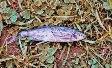 Rare 'Animal Rain' phenomenon causes fish to fall from sky in East Texas