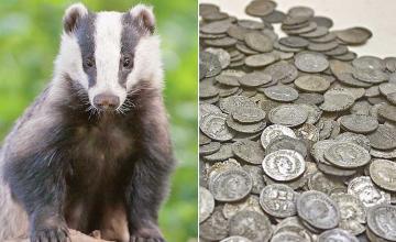 A hungry badger accidentally uncovered more than 200 roman coins