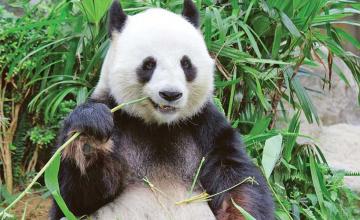 Study finds how pandas gain weight on a bamboo diet