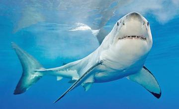 Shark attacks increased in 2021, and researchers say the pandemic is likely the cause