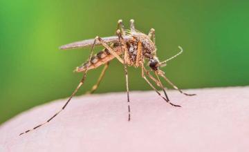 Sick of mosquitoes? Researchers announce groundbreaking way to make humans invisible to the pests