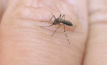 ARE YOU A MOSQUITO MAGNET? IT COULD BE YOUR SMELL