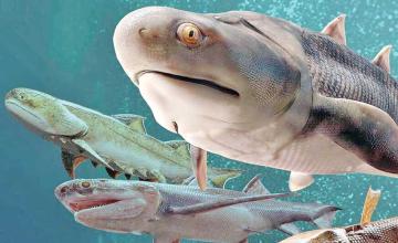 FISH FOSSIL CATCH FROM CHINA INCLUDES OLDEST TEETH EVER
