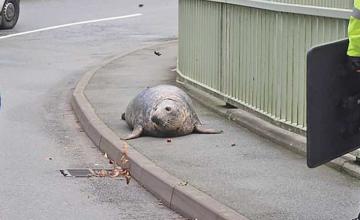 Seal rescued after wandering into busy South African road