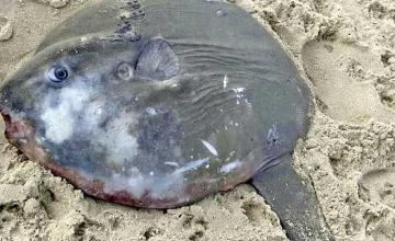 Beachgoer baffled by 5ft tall 'odd-looking' sea creature that washed up on UK coast
