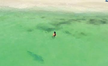 Tiger shark spotted just metres from oblivious swimmers