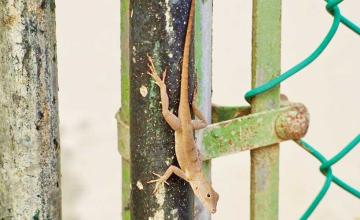 Forest Lizards Genetically Morph to Survive Life in the City