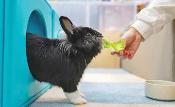 Rabbits treated to luxury spa treatments and parties at resort just for bunnies