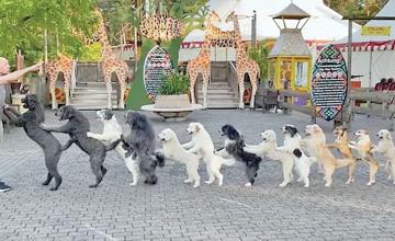 14 Dogs Come Together To Set Guinness World Record For Conga