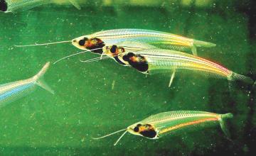 GHOST CATFISH IS A LITTLE SEE-THROUGH FISH WITH RAINBOW SHIMMER