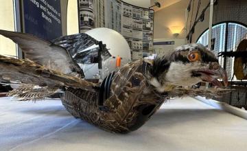 NEW MEXICO RESEARCHERS CREATE TAXIDERMY BIRD DRONES TO GIVE LIFE TO DEAD BIRDS