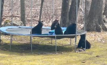 FAMILY OF BEARS IN THE US JUMPS ON A TRAMPOLINE