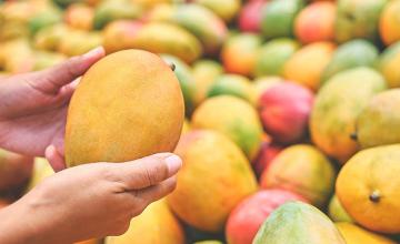 World's most expensive mango ever sold nearly at $230