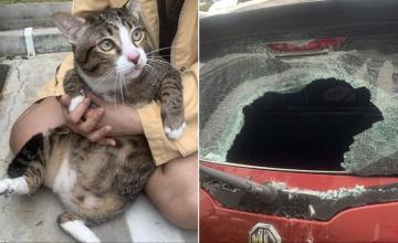 CAT MIRACULOUSLY SURVIVES AFTER FALLING FROM 6TH FLOOR, CRASHES INTO CAR'S WINDOW
