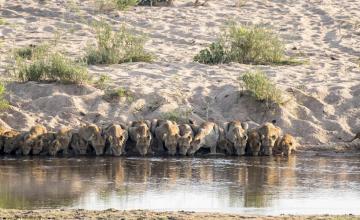 TWENTY LIONS CROWD ONTO THE RIVERBANK TO DRINK