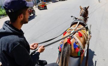 'HORSE DIAPERS' KEEP GAZA STREETS CLEAN