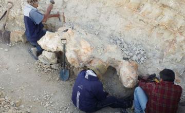 The heaviest animal ever may be this ancient whale found in the Peruvian desert