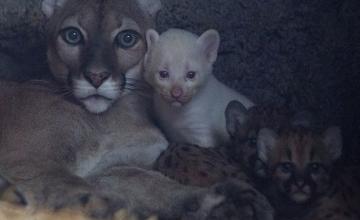 Puma gives birth to rare albino cub in Nicaragua