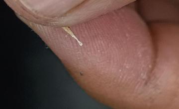 INDIAN MICRO ARTIST MAKES WORLD’S SMALLEST WOODEN SPOON MEASURING 1.6 MM