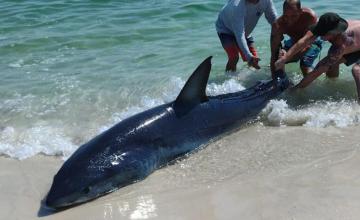 MASSIVE SHARK STRANDED ON A FLORIDA BEACH RESCUED BY BEACHGOERS